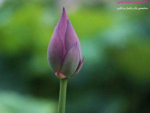 بهترین جراح لابیاپلاستی در تهران